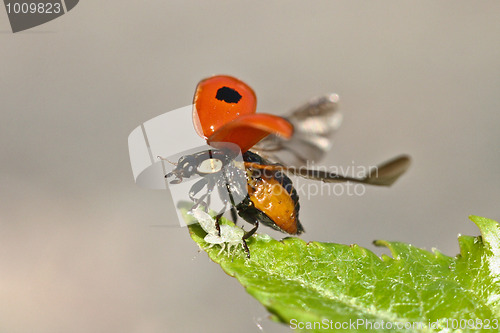 Image of Two-Spotted Lady Beetle