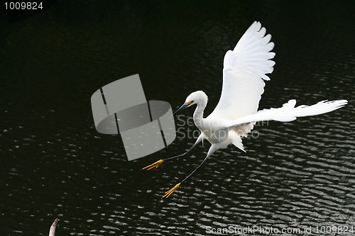 Image of Snowy Egret