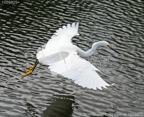 Image of Snowy Egret