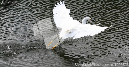 Image of Snowy Egret