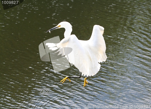 Image of Snowy Egret