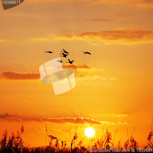 Image of wild geese sunset