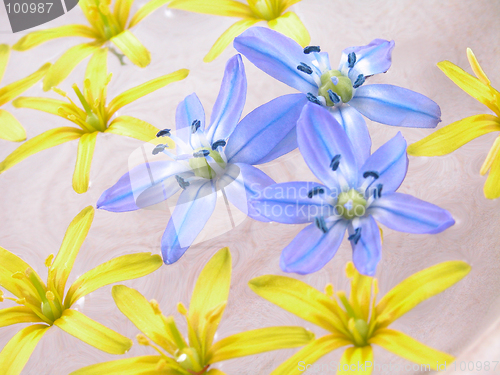 Image of floating spring flowers