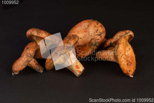 Image of Red pine mushrooms