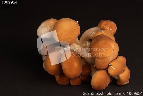 Image of Black poplar mushroom