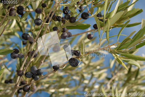 Image of OLive branches