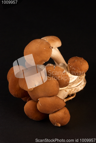 Image of Black poplar mushroom