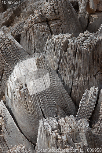 Image of Palm trunk texture