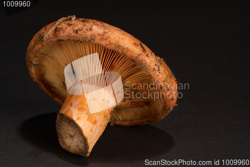 Image of Red pine mushroom