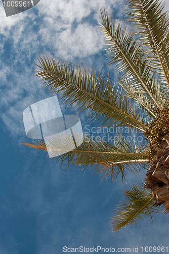 Image of Palm treetop