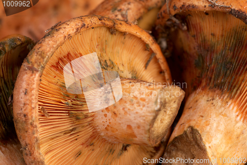 Image of Red pine mushrooms