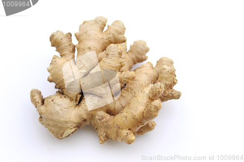 Image of Ginger