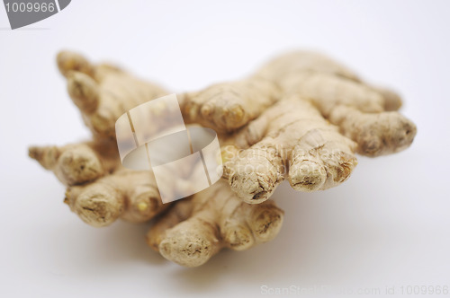 Image of Ginger