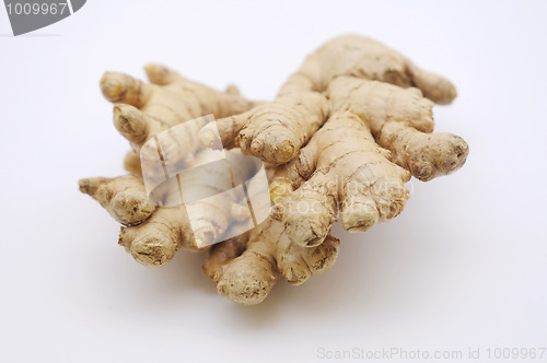 Image of Ginger