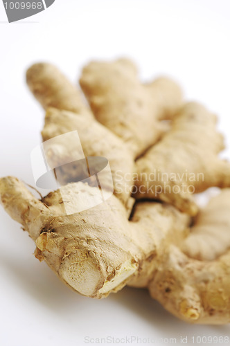 Image of Ginger