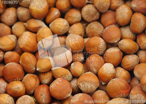 Image of Hazelnut