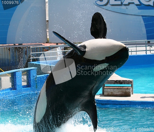 Image of Killer Whale