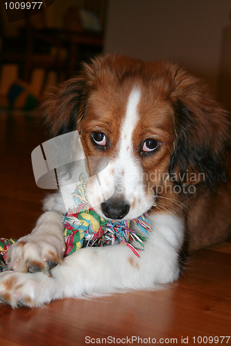 Image of Dog Toy