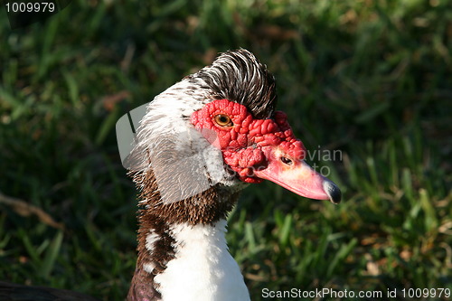 Image of Muscovy Duck