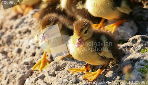 Image of Muscovy Duck Juveniles