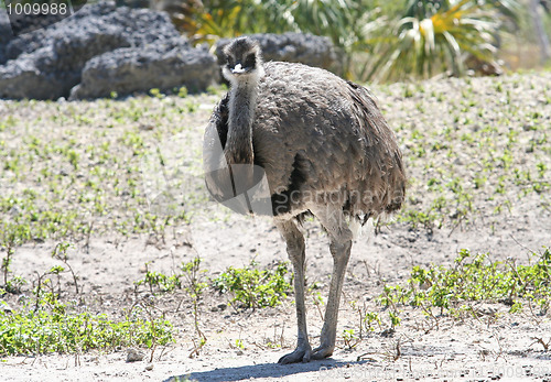 Image of Greater Rhea
