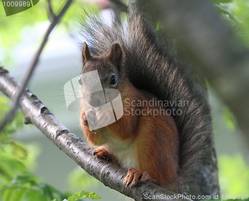 Image of Squirrel