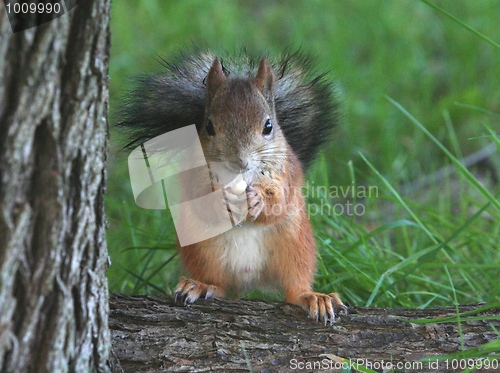 Image of Squirrel