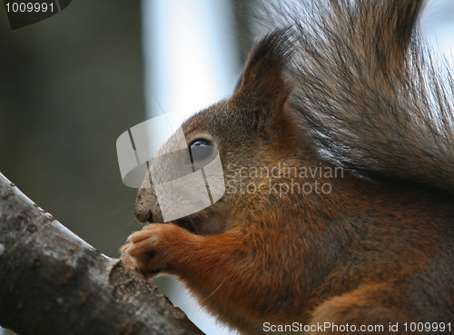 Image of Squirrel