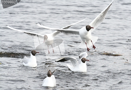 Image of Black-Headed Gulls