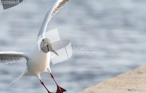 Image of Black-Headed Gull