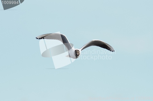 Image of Black-Headed Gull