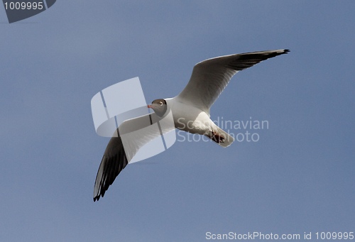 Image of Black-Headed Gull