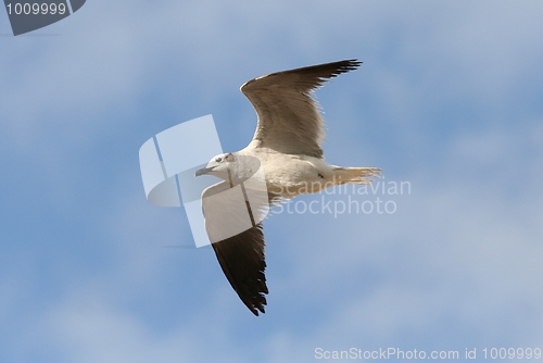 Image of Laughing Gull