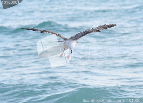 Image of Laughing Gull