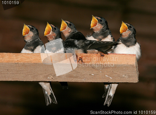 Image of Barn Swallows