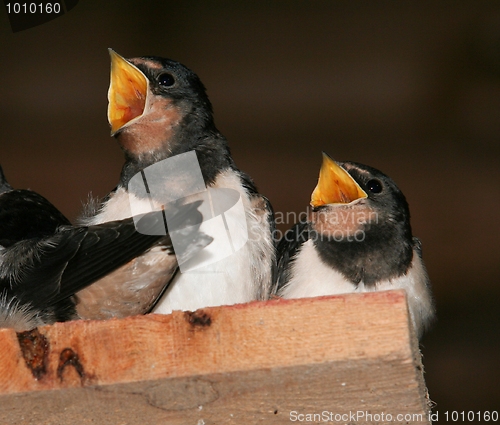 Image of Hungry Brothers