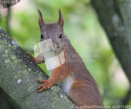 Image of Squirrel