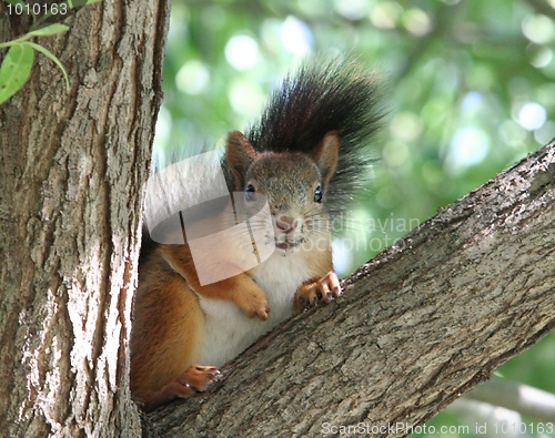 Image of Squirrel