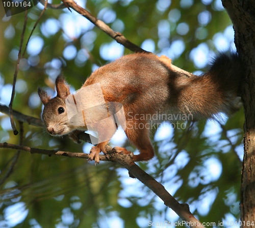 Image of Squirrel