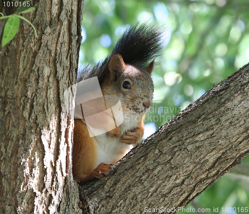 Image of Squirrel