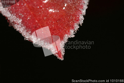 Image of Frost Leaf