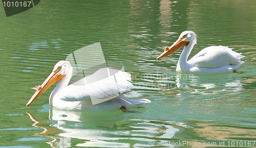 Image of American White Pelicans