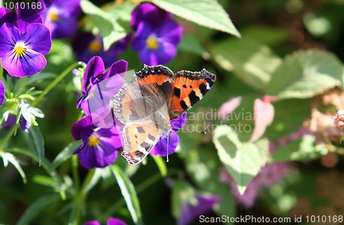 Image of Butterfly