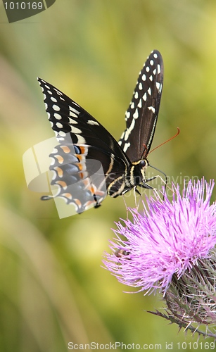 Image of Papilio Butterfly