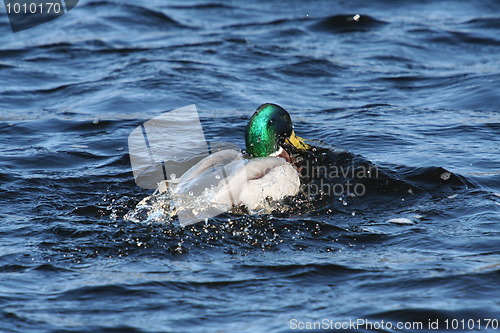 Image of Mallard Swim