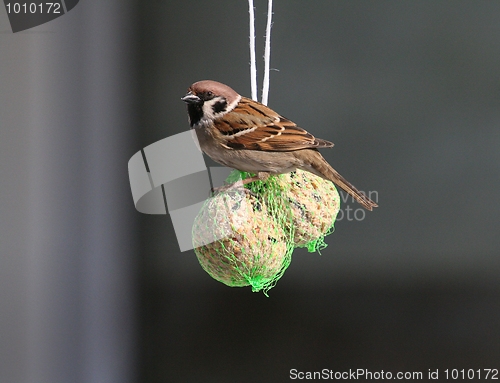 Image of Tree Sparrow