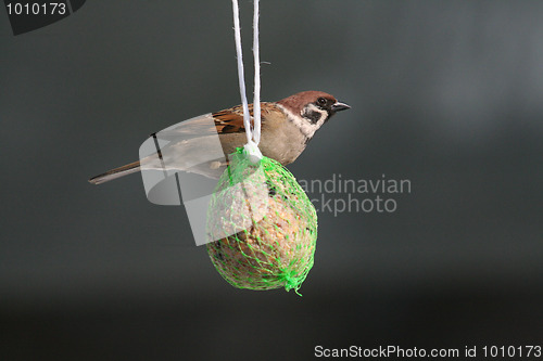 Image of Tree Sparrow