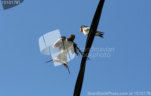 Image of Swallow Feeding