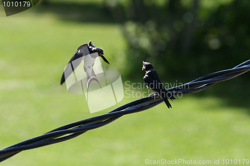 Image of Barn Swallow Feeding