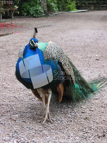 Image of Proud peacock